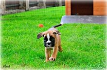 6 weeks